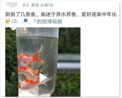 龍魚微信群（加入龍魚微信群需要注意什么？）