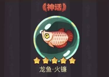 龍魚微信群（加入龍魚微信群需要注意什么？）