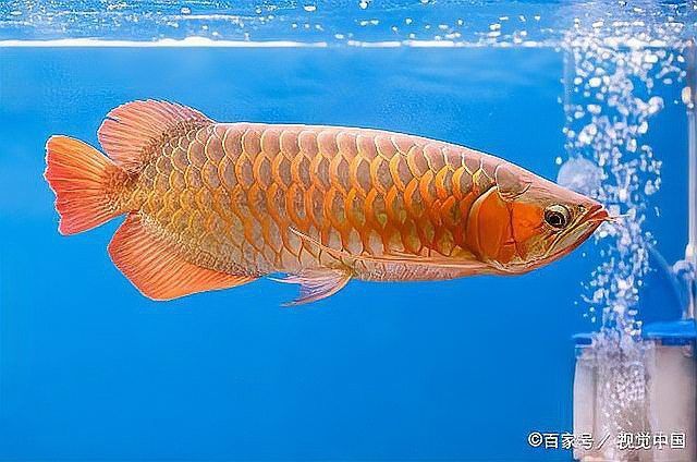 如何預防金龍魚腹水病？ 如何預防金龍魚腹水病？ 龍魚百科 第1張