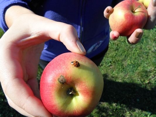 金龍魚發(fā)黑（金龍魚發(fā)黑怎么辦）