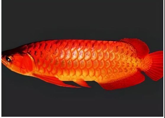 龍魚停止進口怎么辦（如何應對龍魚停止進口的問題）