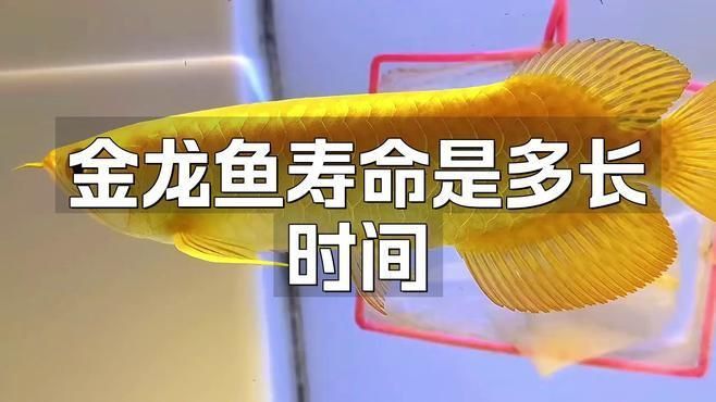 金龍魚的壽命