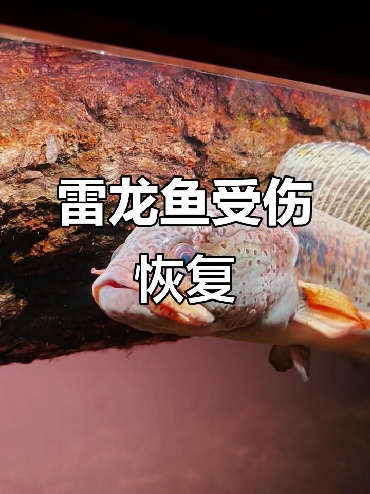 龍魚鰓蓋撞斷后如何清洗傷口？