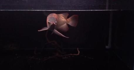 龍魚服務(wù)商:關(guān)于龍魚服務(wù)商的報(bào)告 龍魚百科 第5張 龍魚服務(wù)商:關(guān)于龍魚服務(wù)商的報(bào)告 龍魚服務(wù)商:關(guān)于龍魚服務(wù)商的報(bào)告 龍魚百科 第5張
