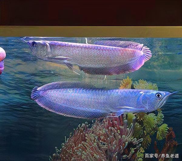 龍魚價格大全