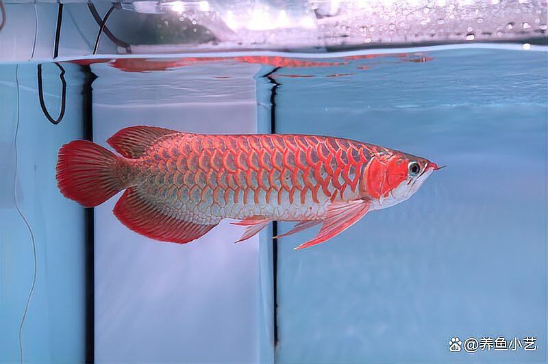 如何判斷龍魚是否營養(yǎng)不良？
