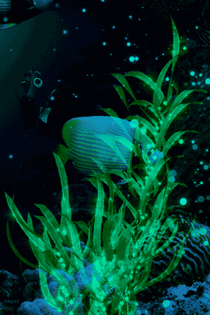 給我推薦幾款龍魚動態壁紙應用 龍魚百科 第1張 給我推薦幾款龍魚動態壁紙應用 給我推薦幾款龍魚動態壁紙應用 龍魚百科 第1張