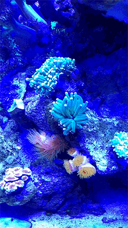 給我推薦幾款龍魚動態壁紙應用 龍魚百科 第2張 給我推薦幾款龍魚動態壁紙應用 給我推薦幾款龍魚動態壁紙應用 龍魚百科 第2張