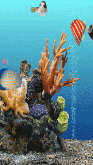 給我推薦幾款龍魚動態壁紙應用 龍魚百科 第4張 給我推薦幾款龍魚動態壁紙應用 給我推薦幾款龍魚動態壁紙應用 龍魚百科 第4張