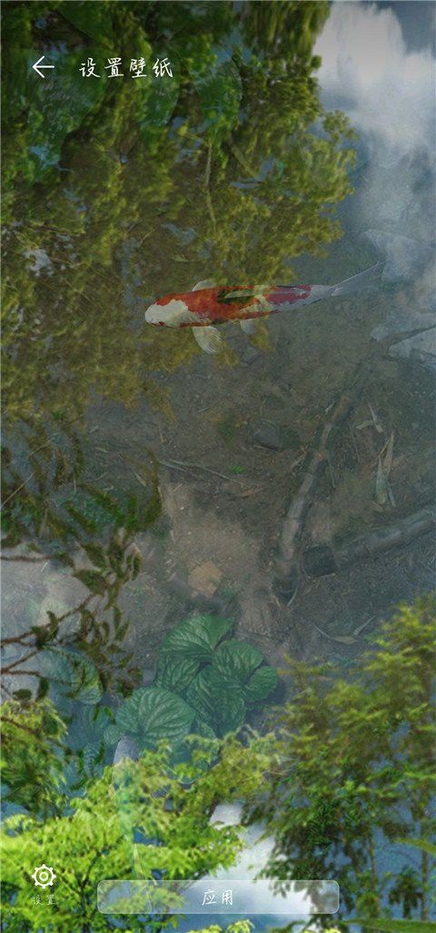 給我推薦幾款龍魚動態壁紙應用 給我推薦幾款龍魚動態壁紙應用 龍魚百科 第10張