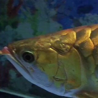 金龍魚會咬人嗎:金龍魚為什么會咬人 龍魚百科 第3張 金龍魚會咬人嗎:金龍魚為什么會咬人 金龍魚會咬人嗎:金龍魚為什么會咬人 龍魚百科 第3張