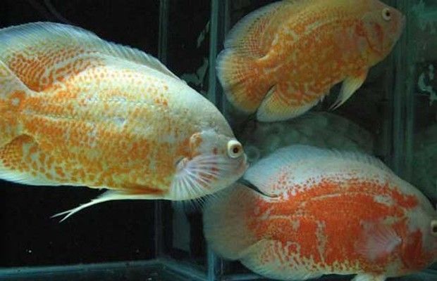 金龍魚地圖魚混養：金龍魚和地圖魚可以混養嗎