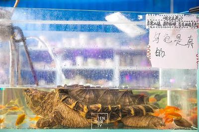 武漢水族批發市場，關于武漢水族批發市場的建議