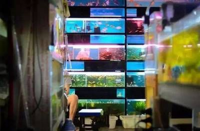 武漢水族批發市場，關于武漢水族批發市場的建議