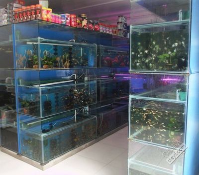 武漢水族批發市場，關于武漢水族批發市場的建議