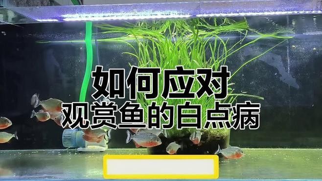 銀龍魚(yú)白點(diǎn)病很嚴(yán)重怎么辦 銀龍魚(yú)白點(diǎn)病很嚴(yán)重怎么辦 龍魚(yú)百科 第2張