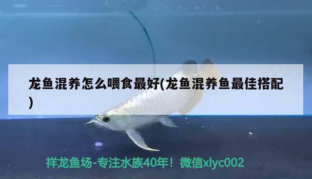 龍魚混養怎么喂食最好：龍魚混養喂食的最佳策略是采用多樣化和均衡的飼料
