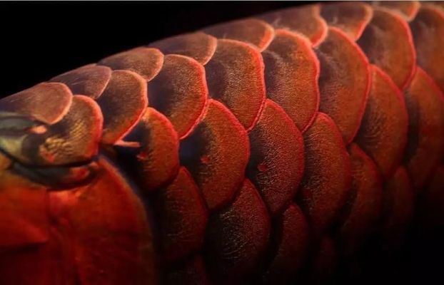 龍魚混養(yǎng)怎么喂食最好：龍魚混養(yǎng)喂食的最佳策略是采用多樣化和均衡的飼料