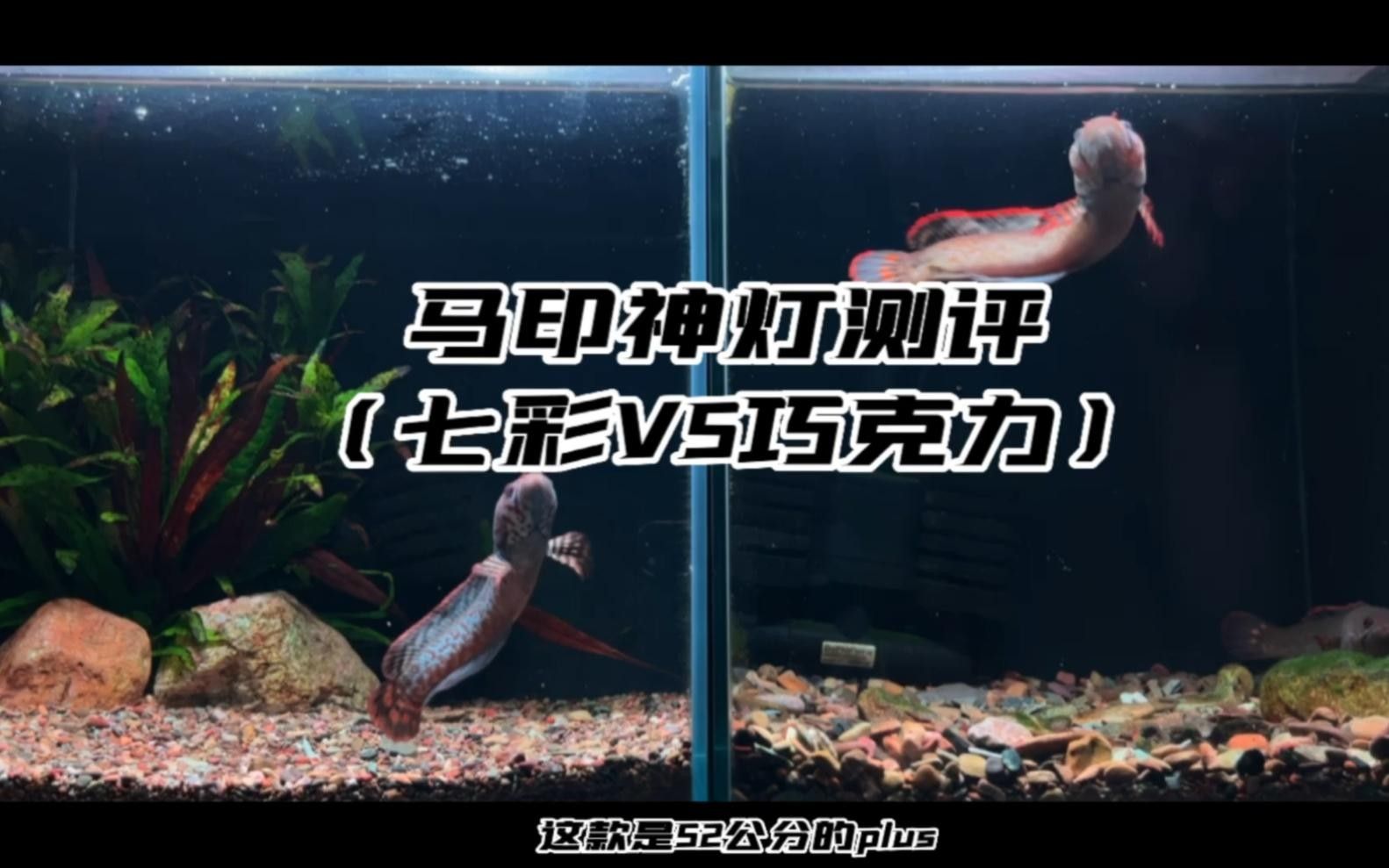 馬印神燈的價格是多少？