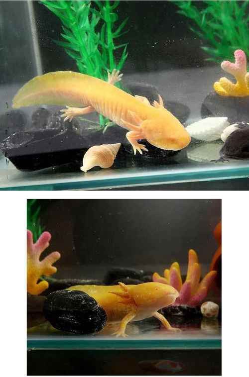 虎斑恐龍魚繁殖方式有哪些品種圖片