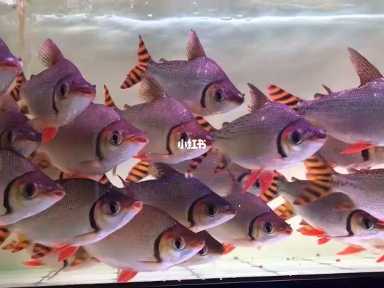 龍魚配虎魚好還是飛鳳好：龍魚與飛鳳魚混養的風水寓意，
