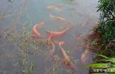 養龍魚水里需要加鹽嗎？：養好龍魚水里需要加鹽嗎