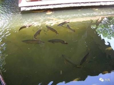 養龍魚水里需要加鹽嗎？：養好龍魚水里需要加鹽嗎
