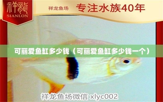 紅龍魚怎么打燈（紅龍魚怎么打燈好看）