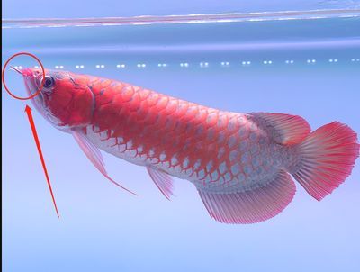 龍魚兜嘴怎么判斷：如何判斷龍魚是否兜嘴