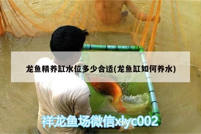 龍魚精養缸水位多少合適(龍魚缸如何養水)