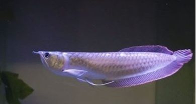 銀龍魚多久開食（新買的銀龍魚開食的時間是多久）