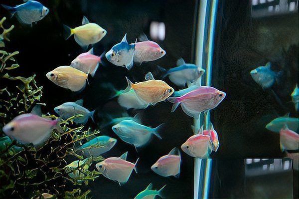 曼龍魚屬于龍魚嗎