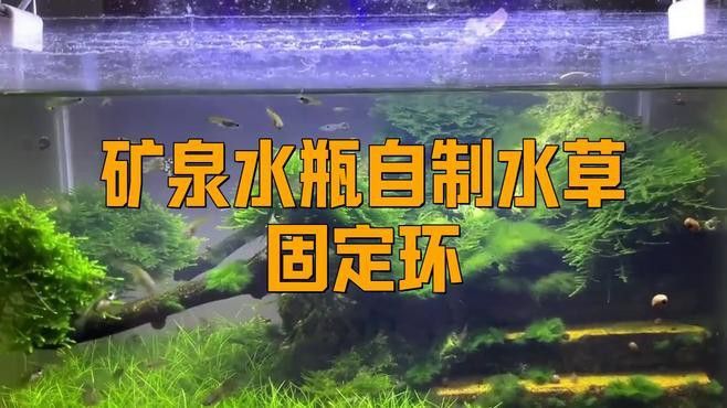 哪種固定方法最適合龍魚缸？