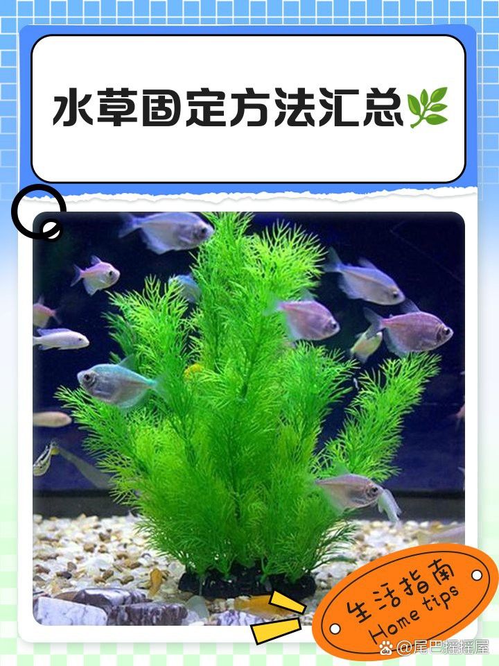 哪種固定方法最適合龍魚缸？