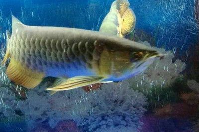 龍魚尾巴鰭開叉怎么辦：如何處理龍魚尾巴鰭開叉的問題