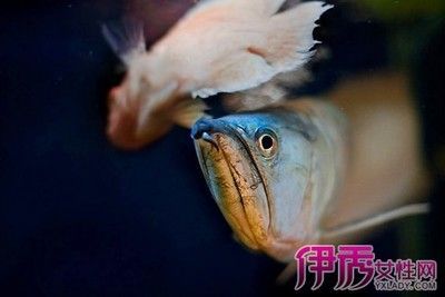 飼料 龍魚浮面是什么情況:如果您的龍魚出現浮面的現象,龍魚浮面是什么情況 龍魚百科 龍魚浮面是什么情況:如果您的龍魚出現浮面的現象,龍魚浮面是什么情況 龍魚浮面是什么情況:如果您的龍魚出現浮面的現象,龍魚浮面是什么情況 龍魚百科