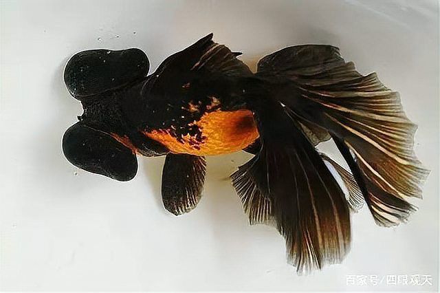 哪種龍睛金魚最稀有？
