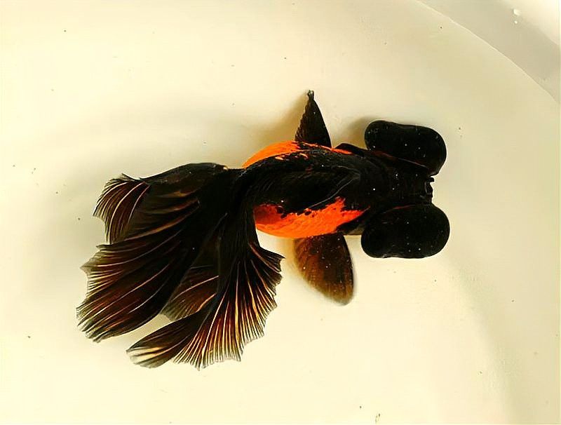 哪種龍睛金魚最稀有？