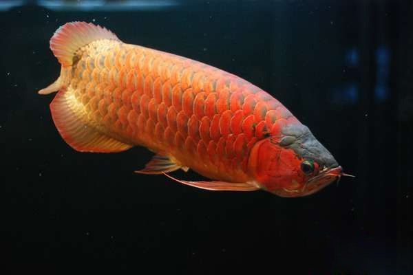 如何判斷紅龍魚幼苗是否健康? 龍魚百科 第1張 如何判斷紅龍魚幼苗是否健康? 如何判斷紅龍魚幼苗是否健康? 龍魚百科 第1張