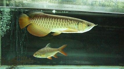 金龍魚白色背景圖：如何尋找金龍魚白色背景圖的相關素材
