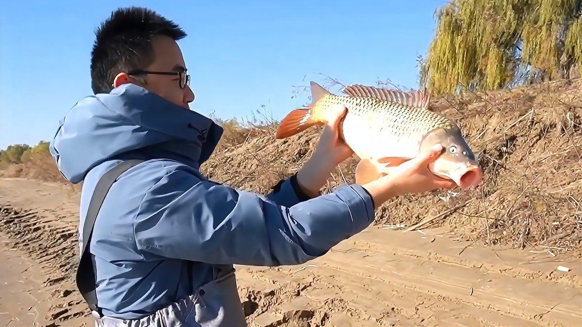 鯉魚多少錢一斤市場價(jià) 龍魚百科 第2張 鯉魚多少錢一斤市場價(jià) 鯉魚多少錢一斤市場價(jià) 龍魚百科 第2張