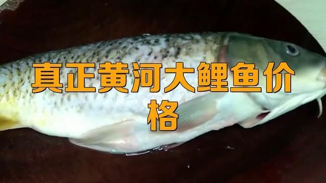 鯉魚多少錢一斤市場價(jià) 龍魚百科 第3張 鯉魚多少錢一斤市場價(jià) 鯉魚多少錢一斤市場價(jià) 龍魚百科 第3張