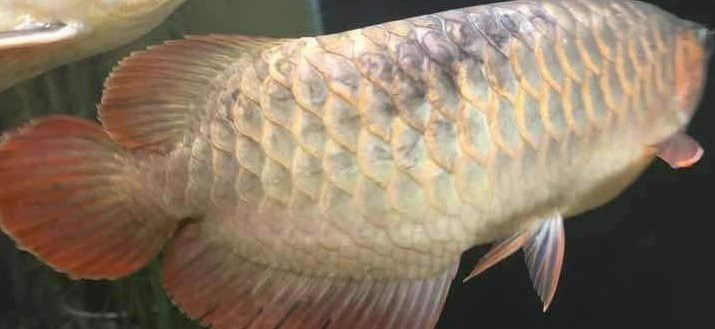 濃縮黑水素對龍魚有毒嘛 濃縮黑水素對龍魚有毒嘛 龍魚百科 第3張