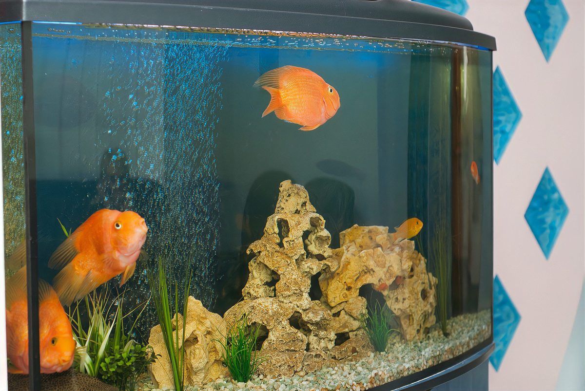 濃縮黑水素對龍魚有毒嘛 濃縮黑水素對龍魚有毒嘛 龍魚百科 第2張