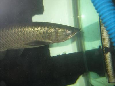 星點龍魚混養注意事項：星點龍魚與紅龍魚混養水質管理技巧
