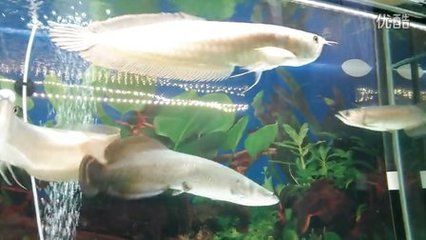 星點龍魚混養注意事項：星點龍魚與紅龍魚混養水質管理技巧
