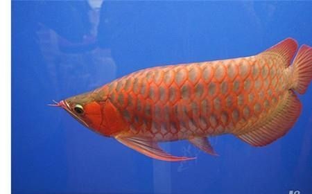 紅龍魚(yú)最長(zhǎng)壽命多少年了（紅龍魚(yú)的壽命是多少年紅龍魚(yú)的壽命多長(zhǎng)時(shí)間）
