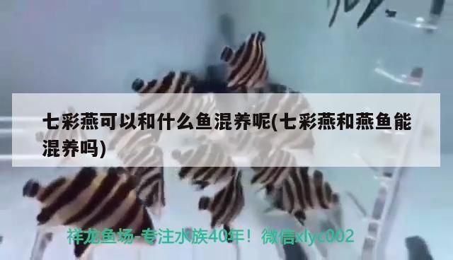 龍魚和彩燕能混養嗎：龍魚和彩燕混養的成功案例