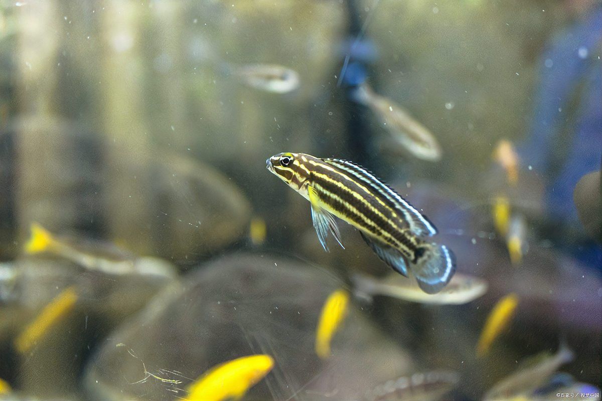 如何判斷雷龍魚的繁殖狀態？
