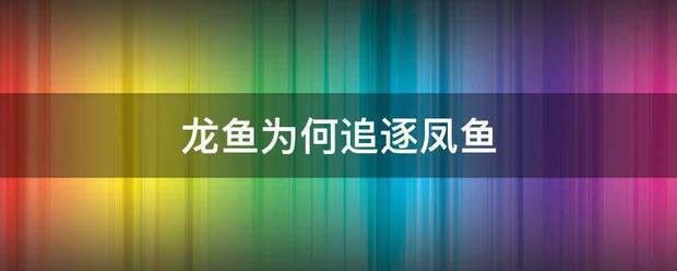 為什么龍魚老是咬飛鳳
